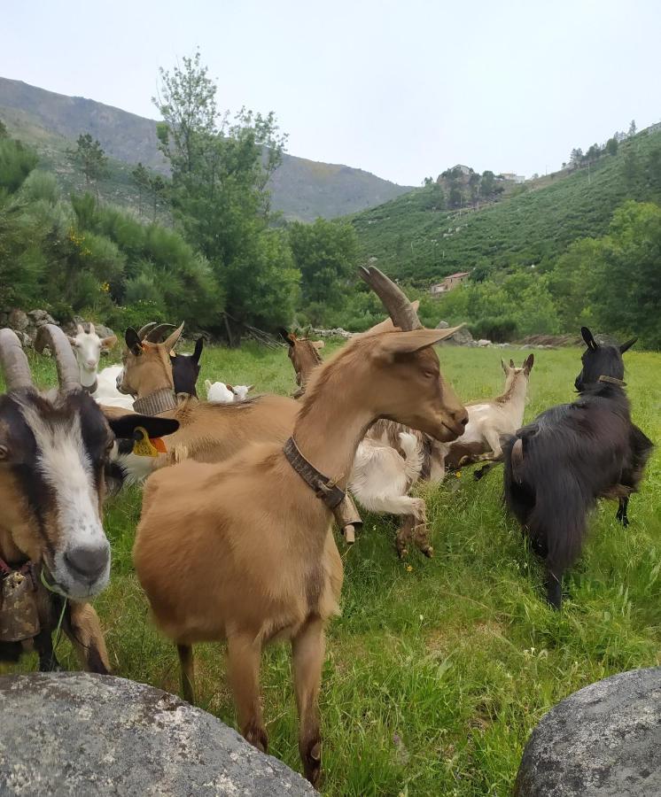 Abrigo Do Cabecinho - Serra Da Estrela Cortes do Meio Eksteriør billede